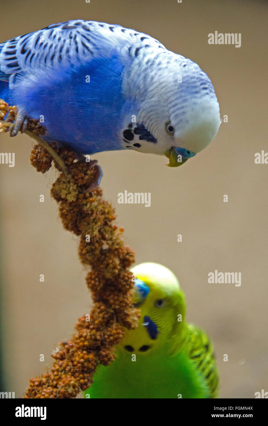 Blue and a yellow bird picking at a seed pod Stock Photo