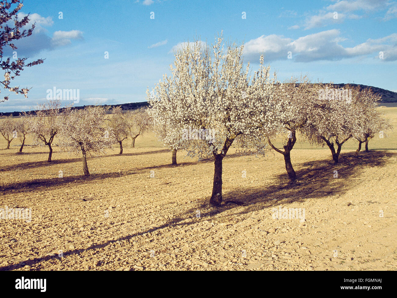 Concepto de árboles frutales hi-res stock photography and images - Alamy