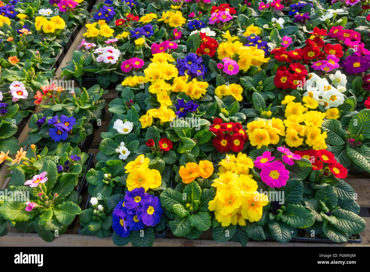 Primrose and Polyanthus bedding plants for sale in a garden centre in spring. Stock Photo