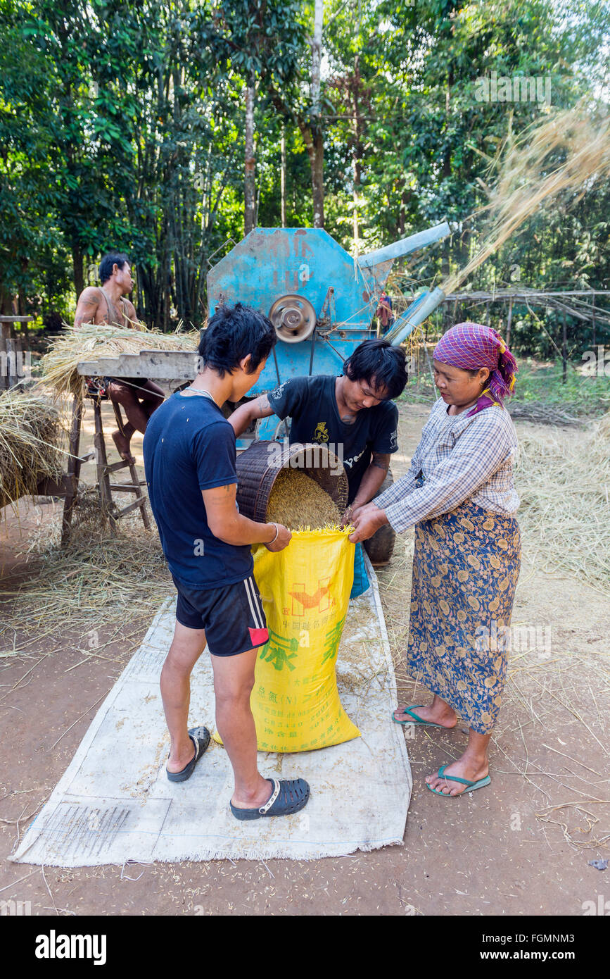 Threshing rice, Burma Stock Photo