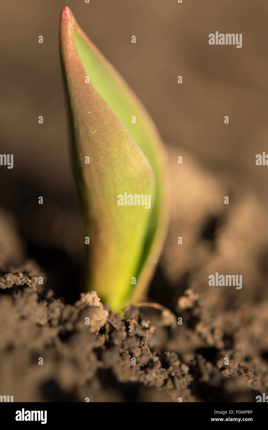tulip sprouting from the ground Stock Photo Alamy