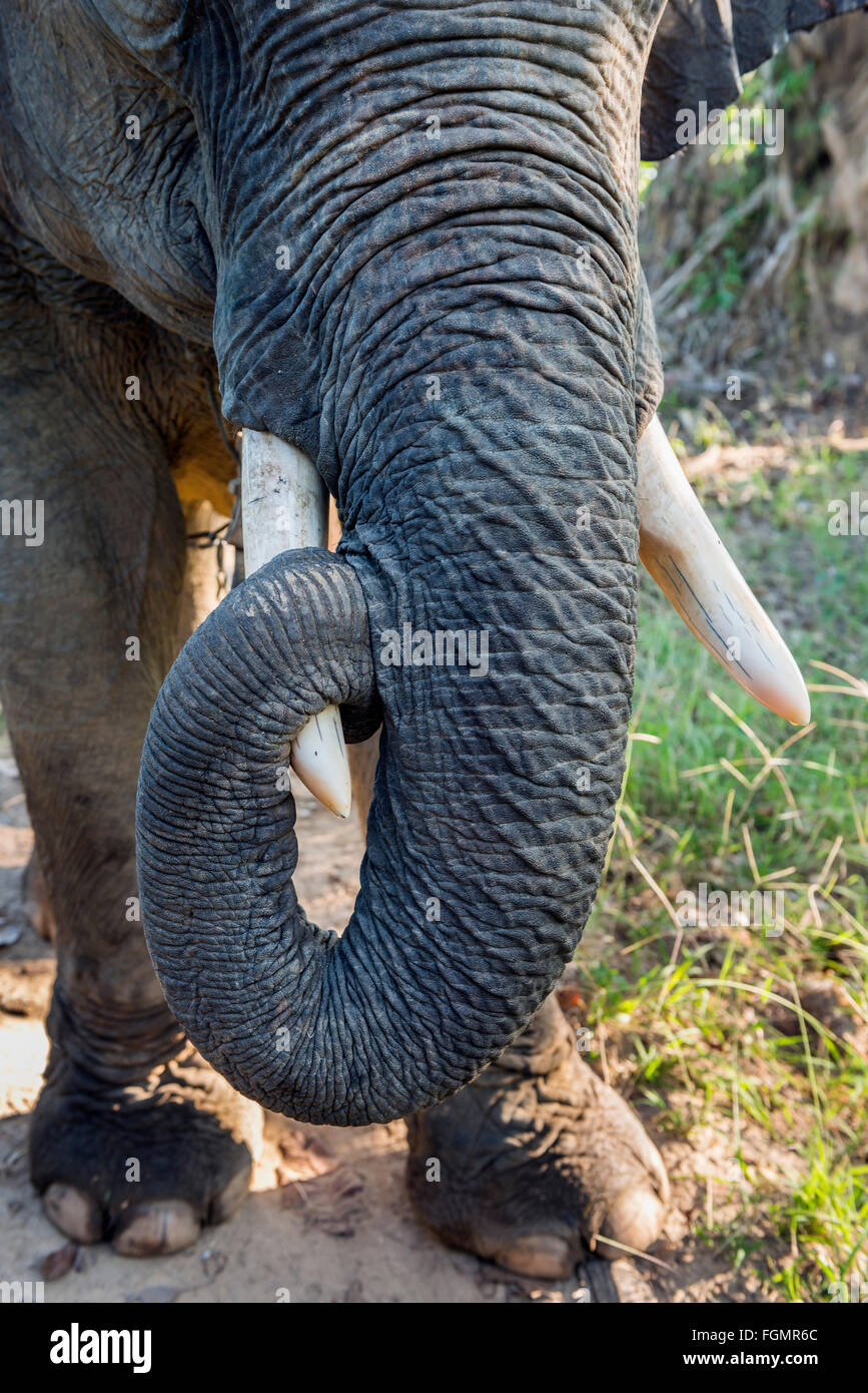 Asian elephant trunk hi-res stock photography and images - Alamy