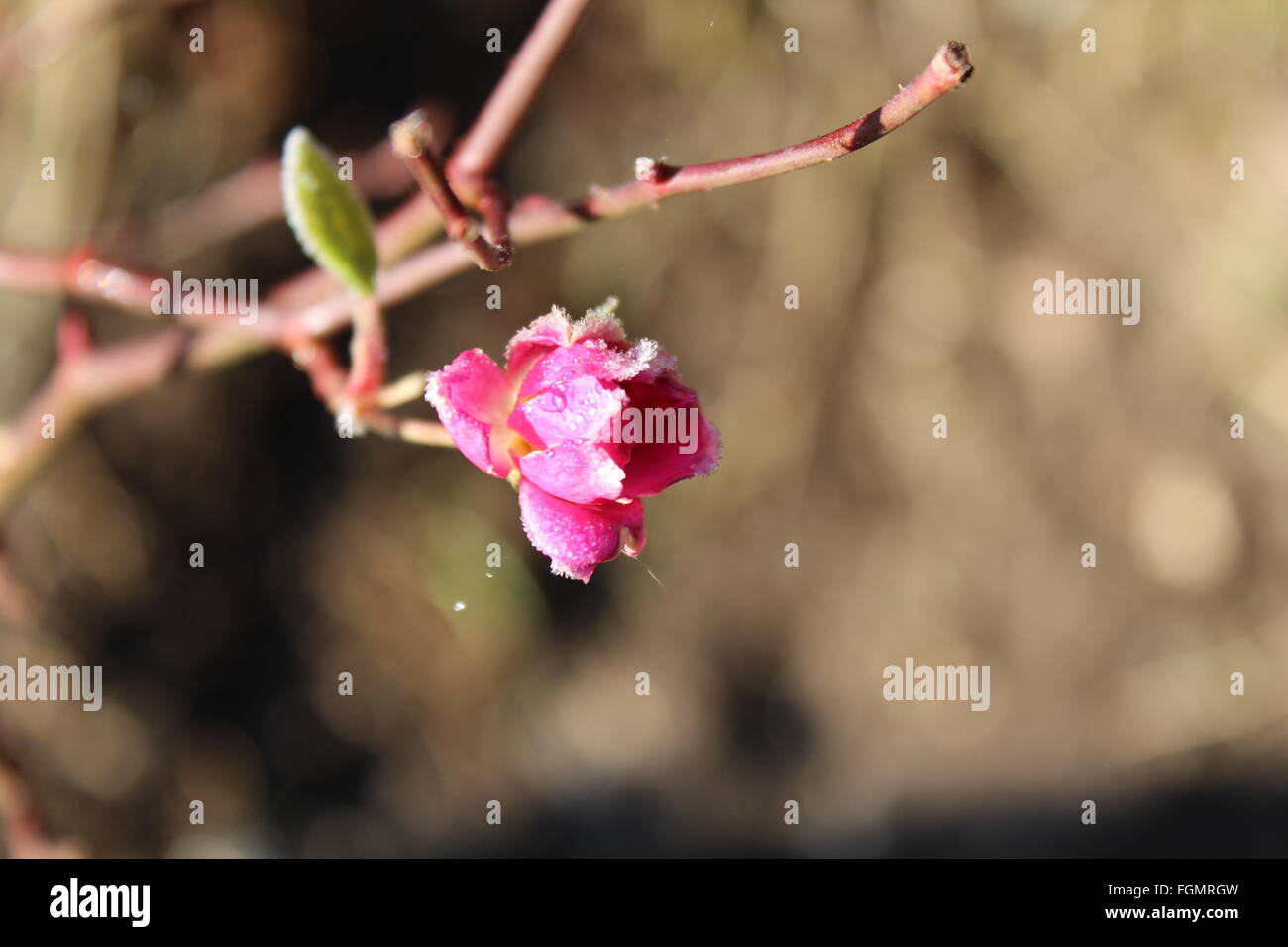 Pink flower frost hi-res stock photography and images - Alamy