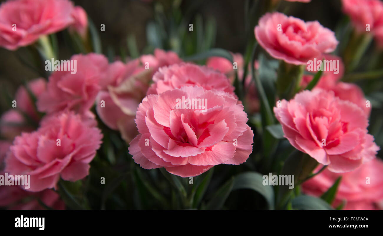 Fresh carnations hires stock photography and images Alamy