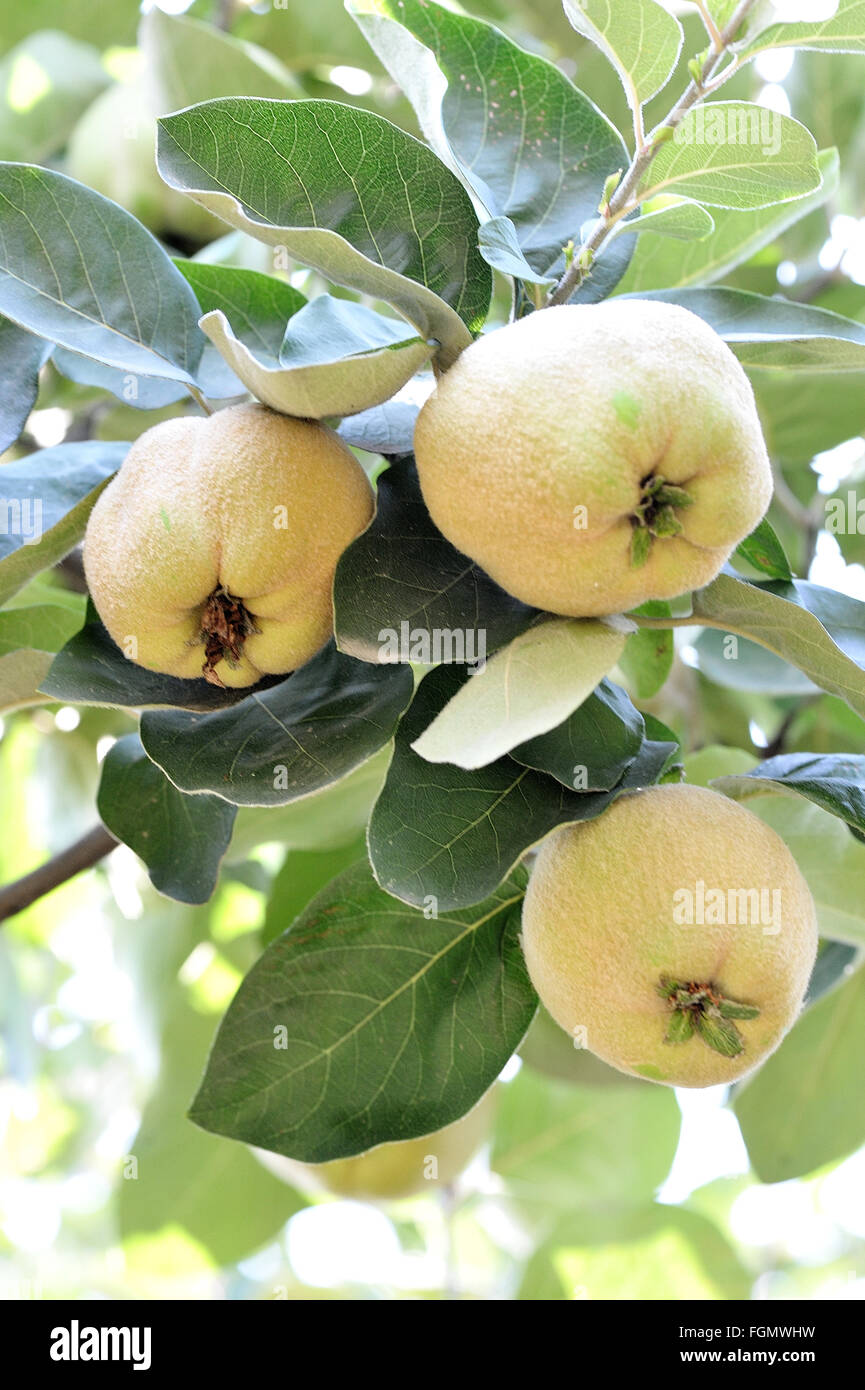 Quince tree growing in the garden Stock Photo Alamy