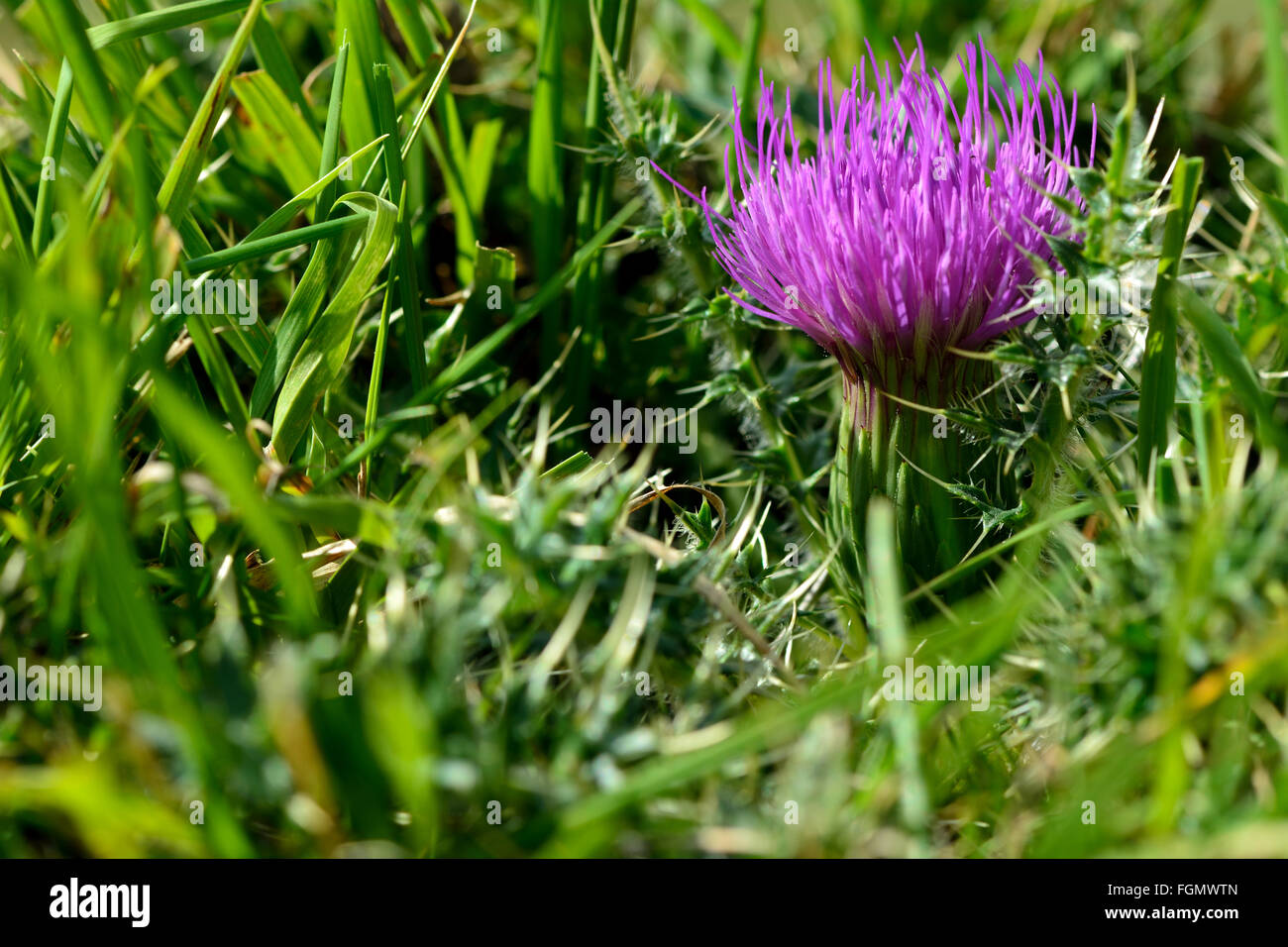 Dwarf thistle (Cirsium acaulon). A low growing prickly plant in the daisy family (Asteraceae) in flower amongst grass Stock Photo