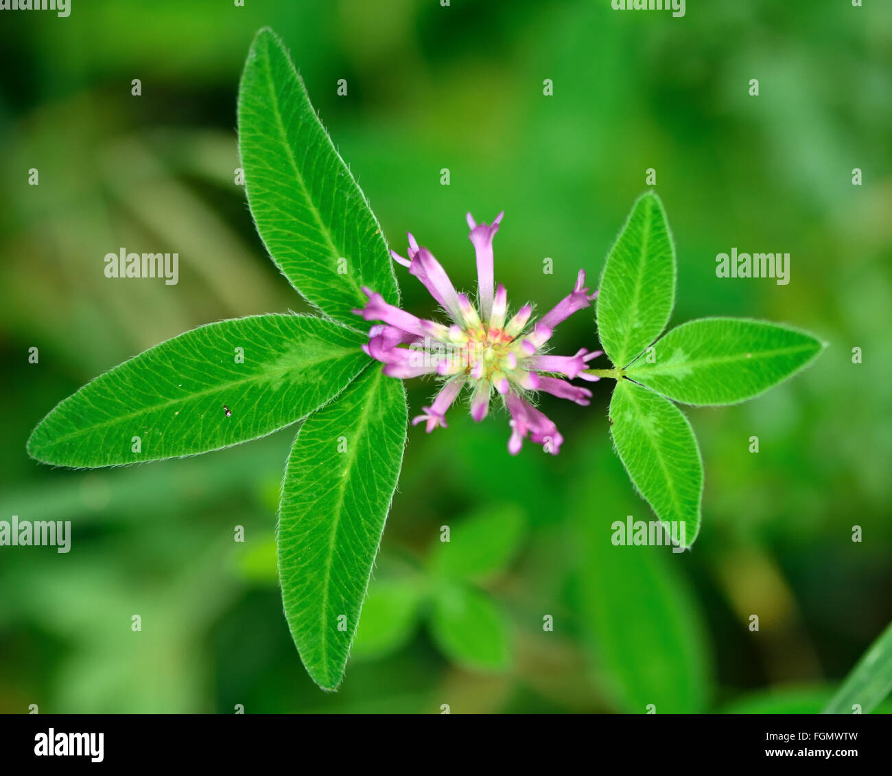 Red clover (Trifolium pratense). Pink flower of a delicate legume seen from above, showing shape of leaves in three segments Stock Photo