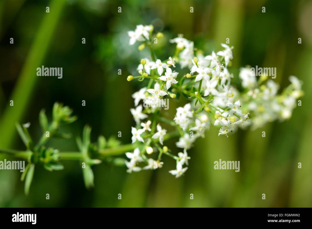 Hedge bedstraw (Galium mollugo) in flower. Detail of flowers of this