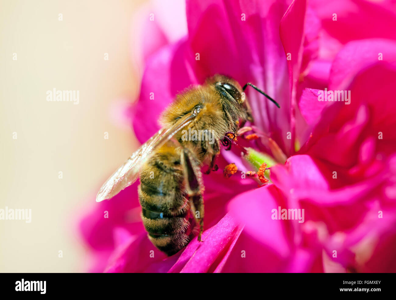 bee collecting nectar from flower Stock Photo Alamy