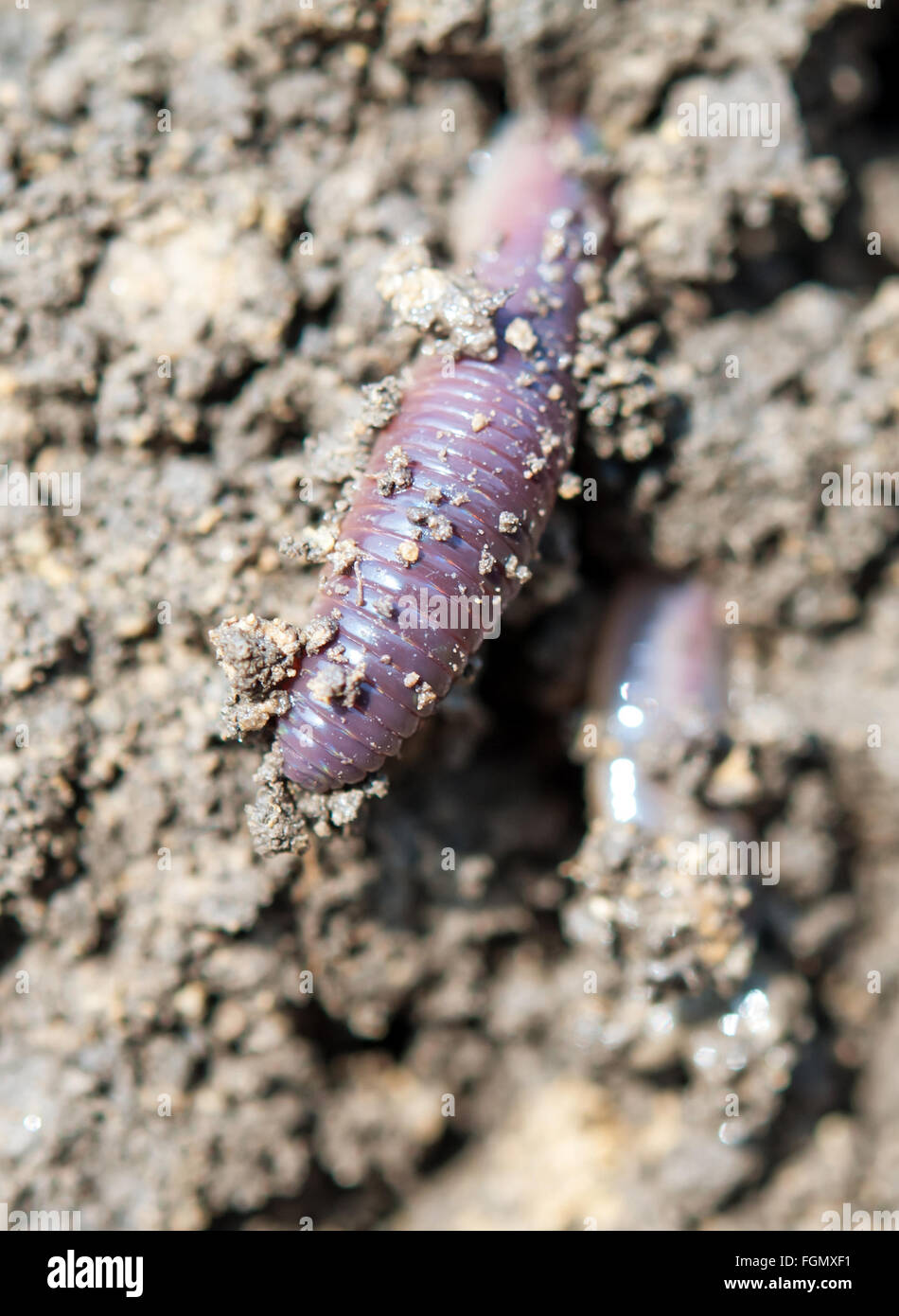 earthworm in soil (Eisenia fetida) Stock Photo