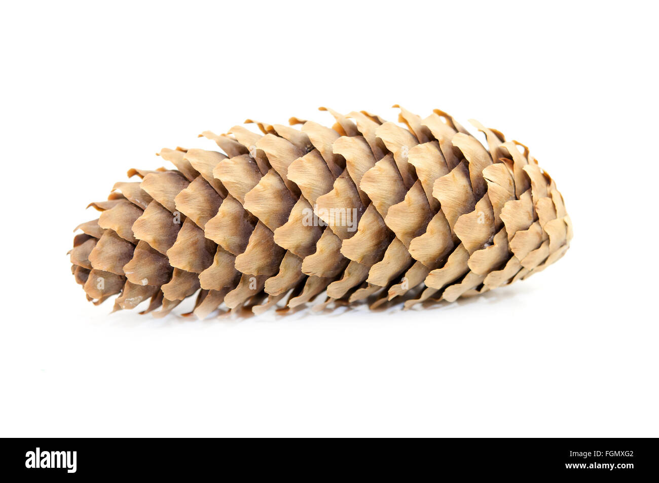 pine cone isolated on white background Stock Photo