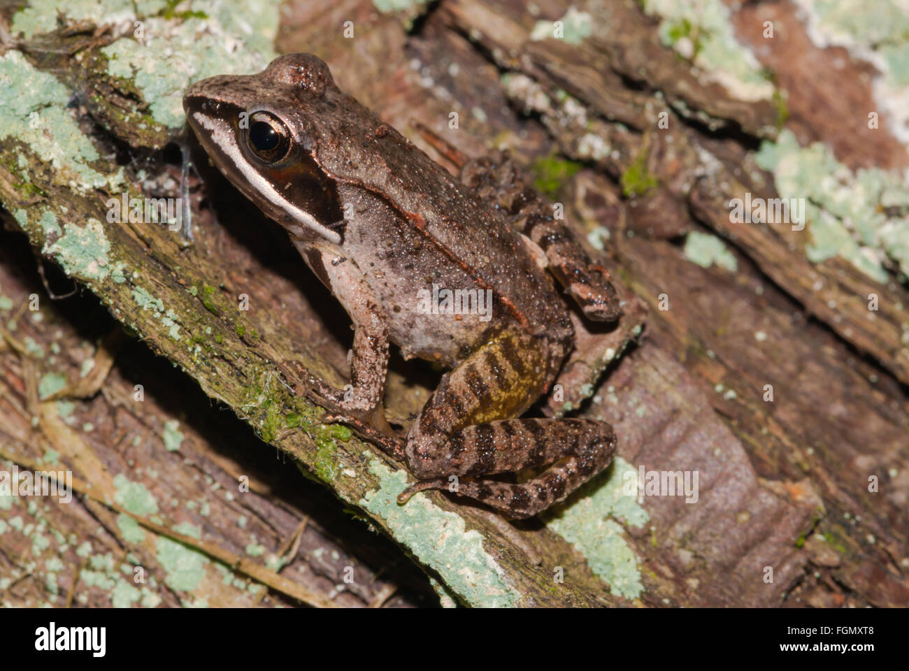 Wood frog, Lithobates sylvaticus, perched on a lichenencrusted log