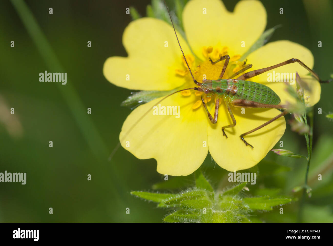 Katydid nymph, Scudderia spp., posing on a rough-fruited cinquefoil flower, Potentilla recta, Charleston Lake Provincial Park. Stock Photo
