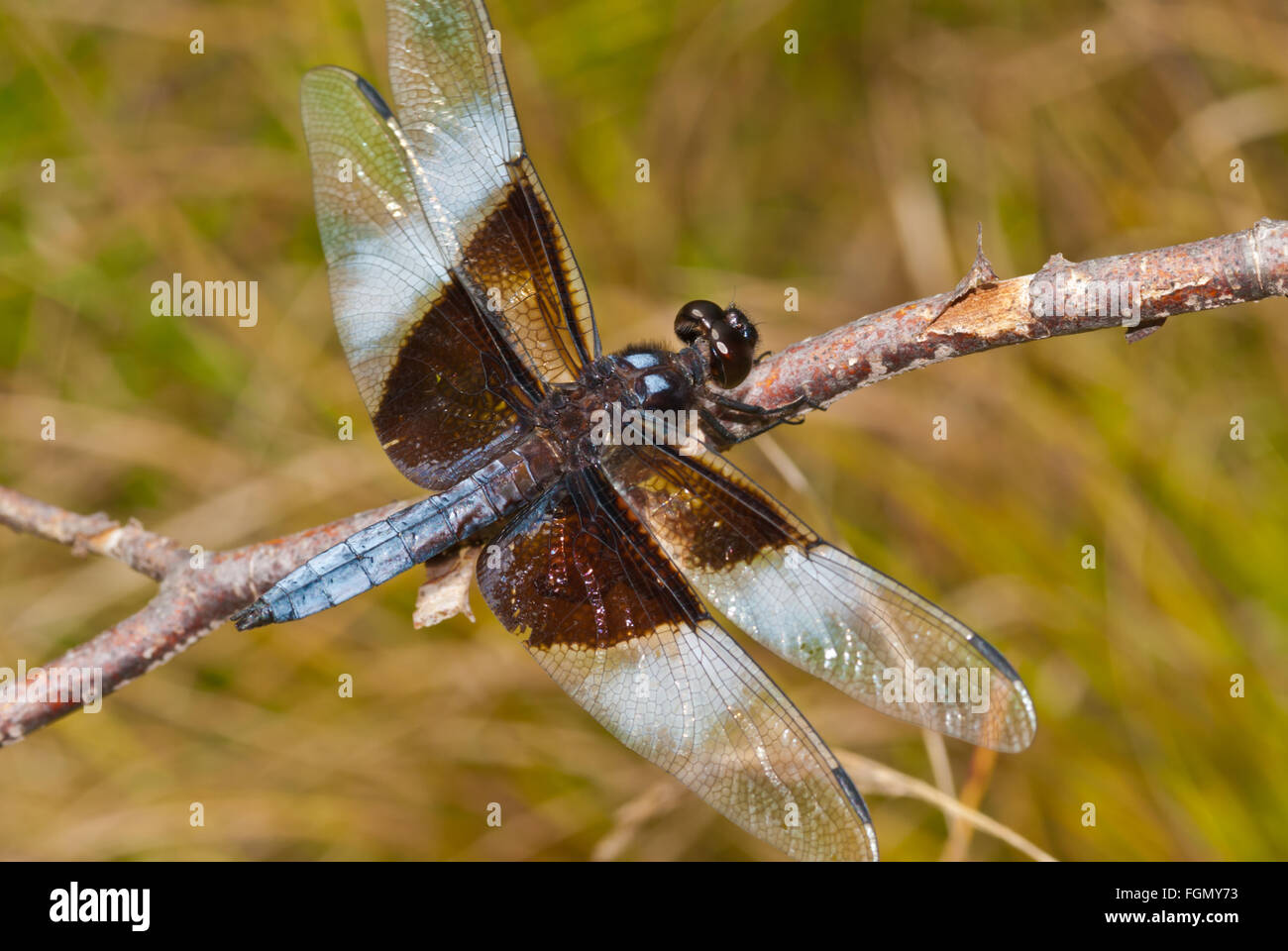 Male Widow Skimmer High Resolution Stock Photography and Images - Alamy