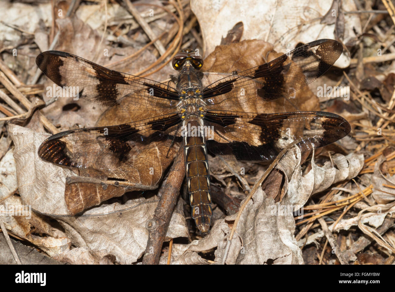 Female twelve-spotted skimmer dragonfly, Libellula pulchella, perched on dried leaves on the forest floor. Stock Photo