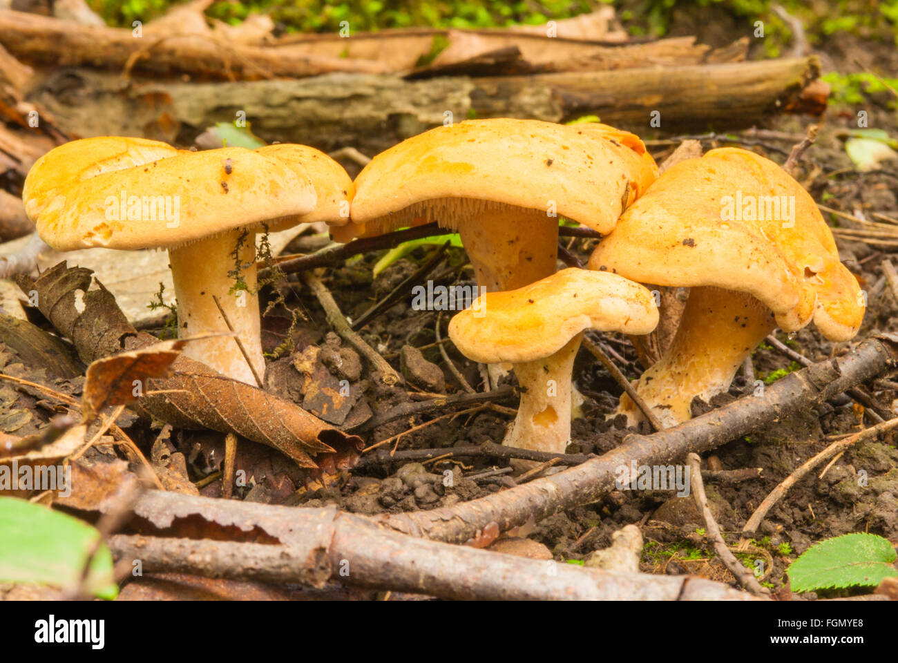 A cluster of hedgehog mushrooms, Hydnum repandum, a type of tooth fungi, growing on the forest floor in Ontario, Canada Stock Photo