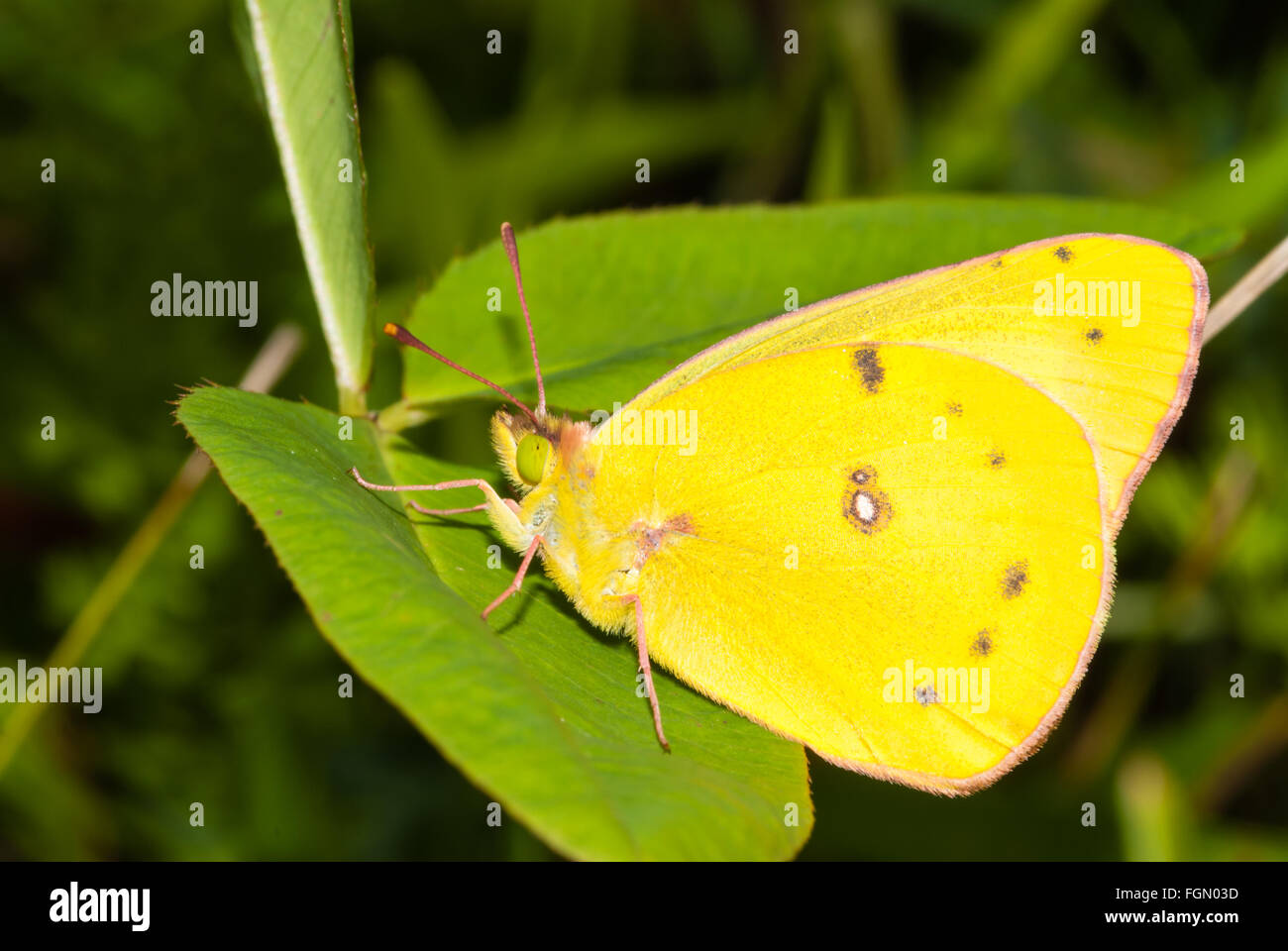 Clouded sulfur butterfly, Colias philodice, perched on a leaf, Parrot's Bay Conservation Area, Ontario, Canada Stock Photo