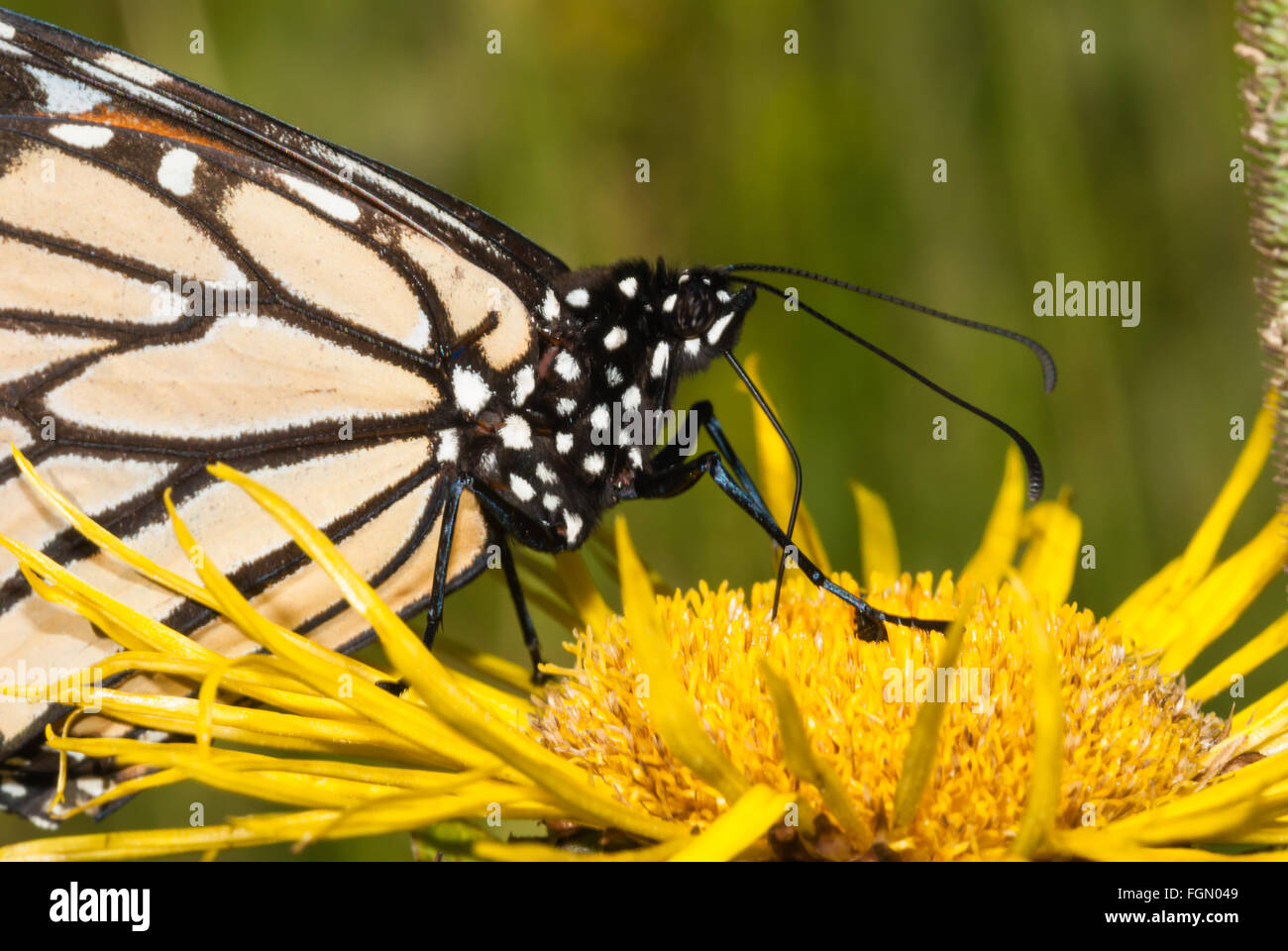 Monarch butterfly, Danaus plexippus, feeding from an elecampane flower, Inula helenium, in the Parrots Bay Conservation Area. Stock Photo