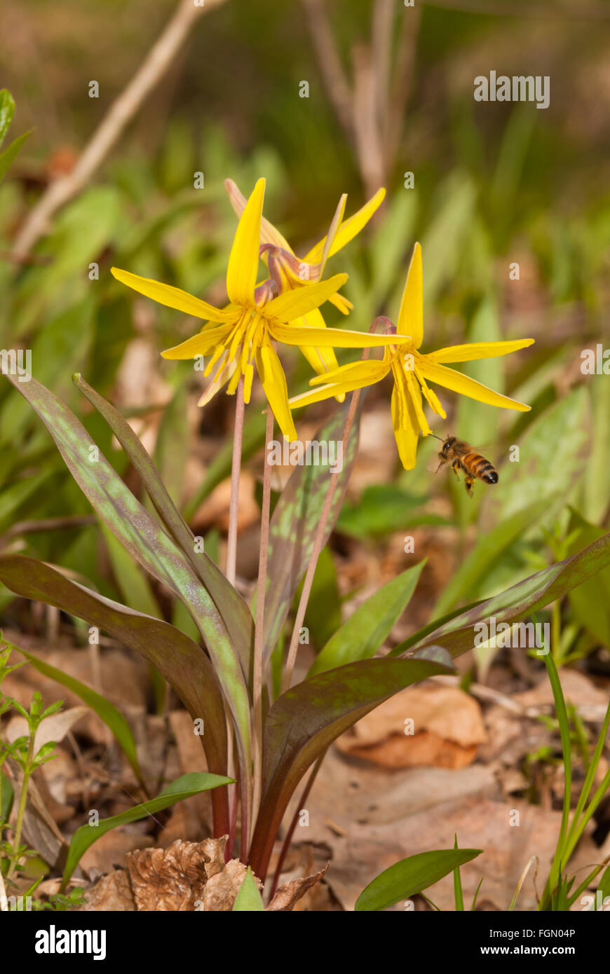 Trout lily, Erythronium americanum, blossoms with an approaching honey bee, Apis mellifera