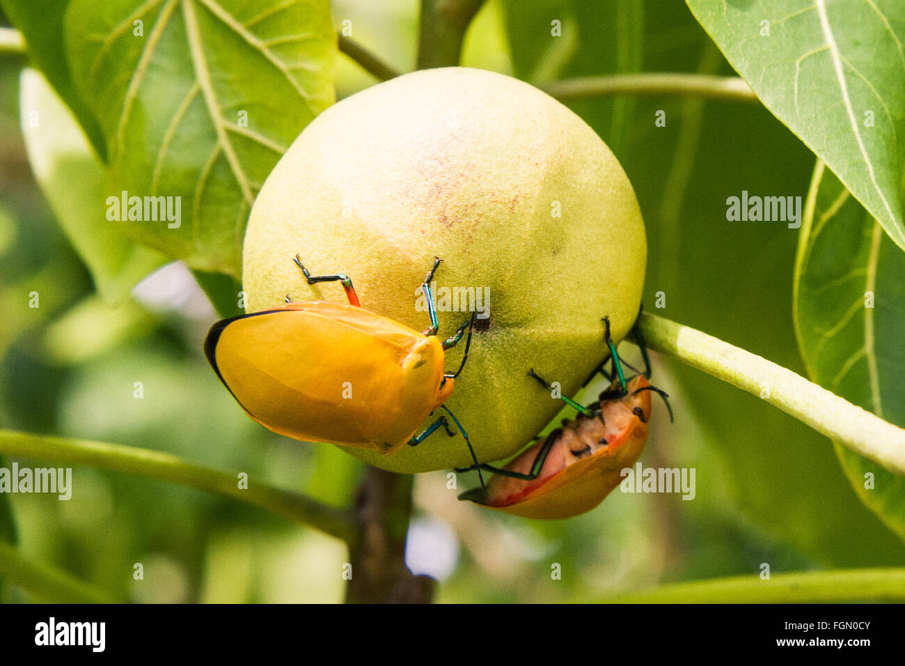 Mangrove fruit hires stock photography and images Alamy