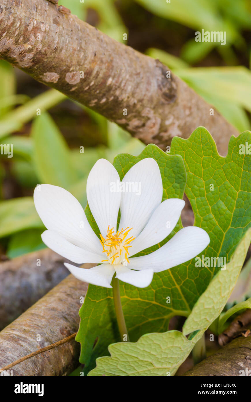 A bloodroot flower, Sanguinaria canadensis, growing in the woodlands of the Parrot's Bay Conservation Area, Ontario, Canada Stock Photo