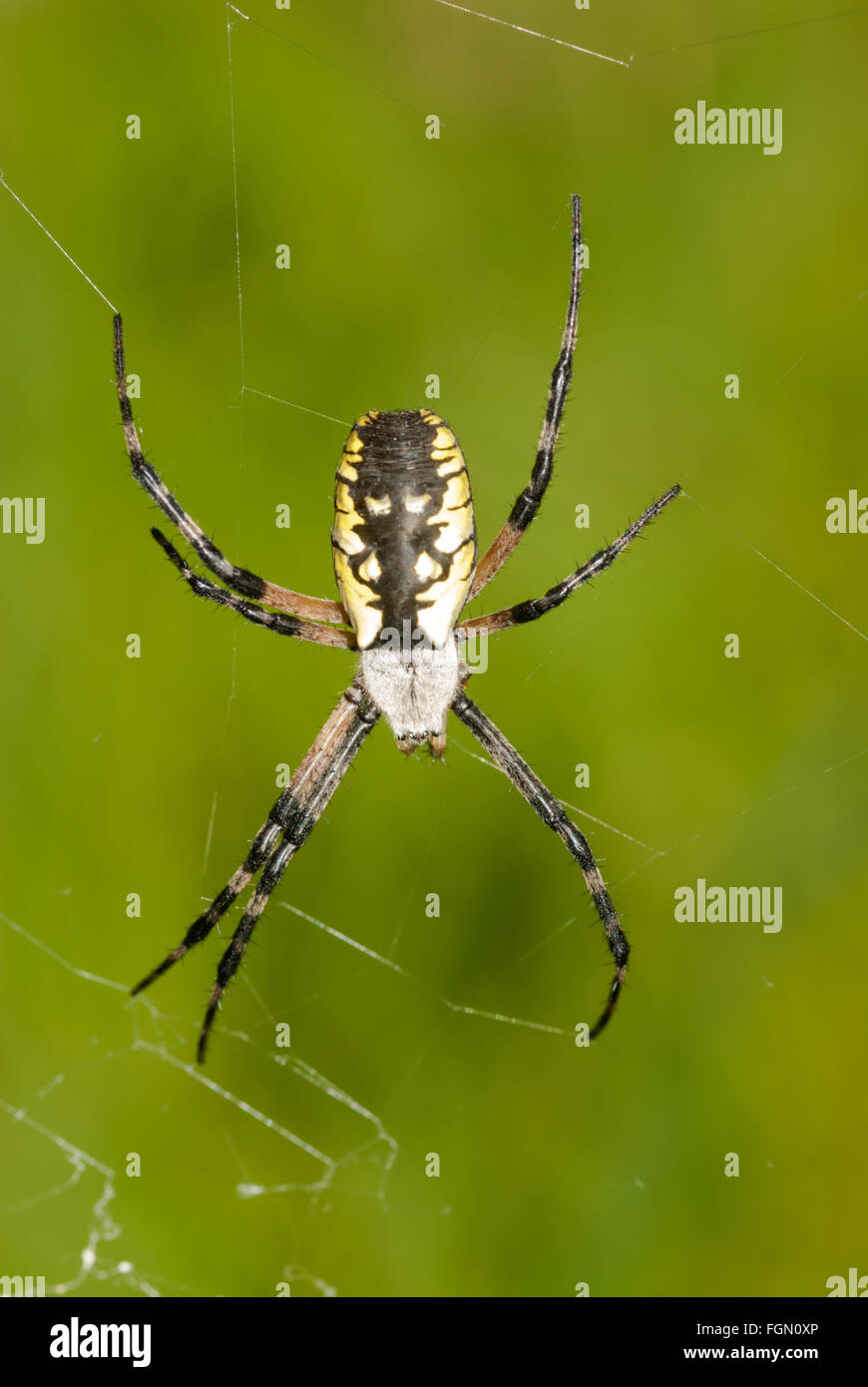 A yellow and black argiope spider sitting on its web in the Parrots Bay Conservation Area, Ontario, Canada Stock Photo