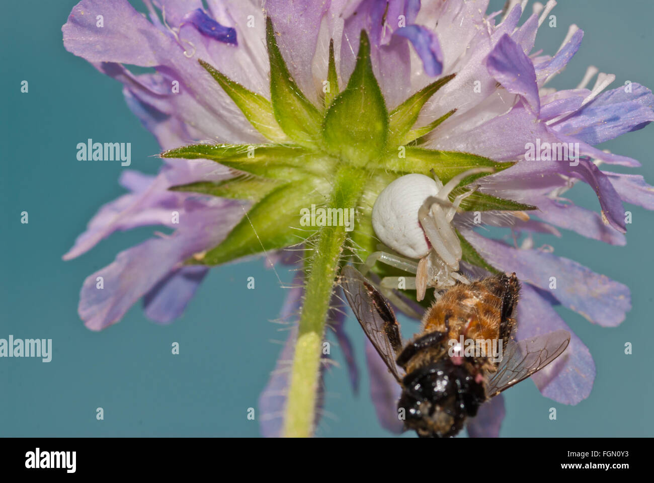 Goldenrod crab spider, Misumena vatia, with captured prey item on the underside of a field scabious flower, Alberta, Canada. Stock Photo