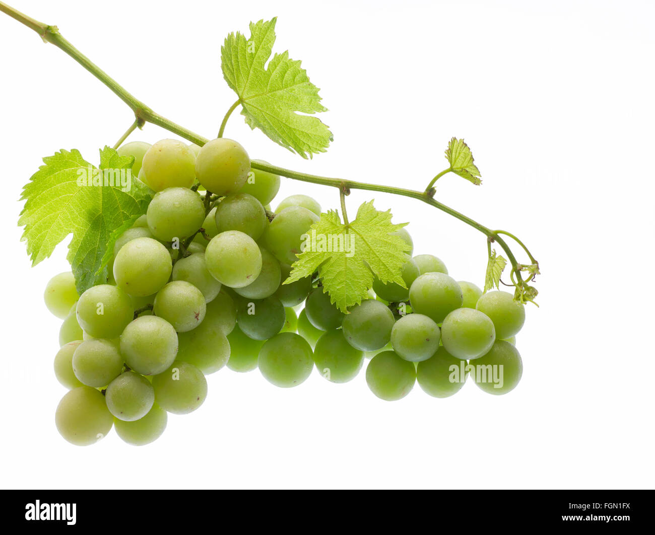 Autumn Crisp seedless white table grape, photographed on white background. Stock Photo