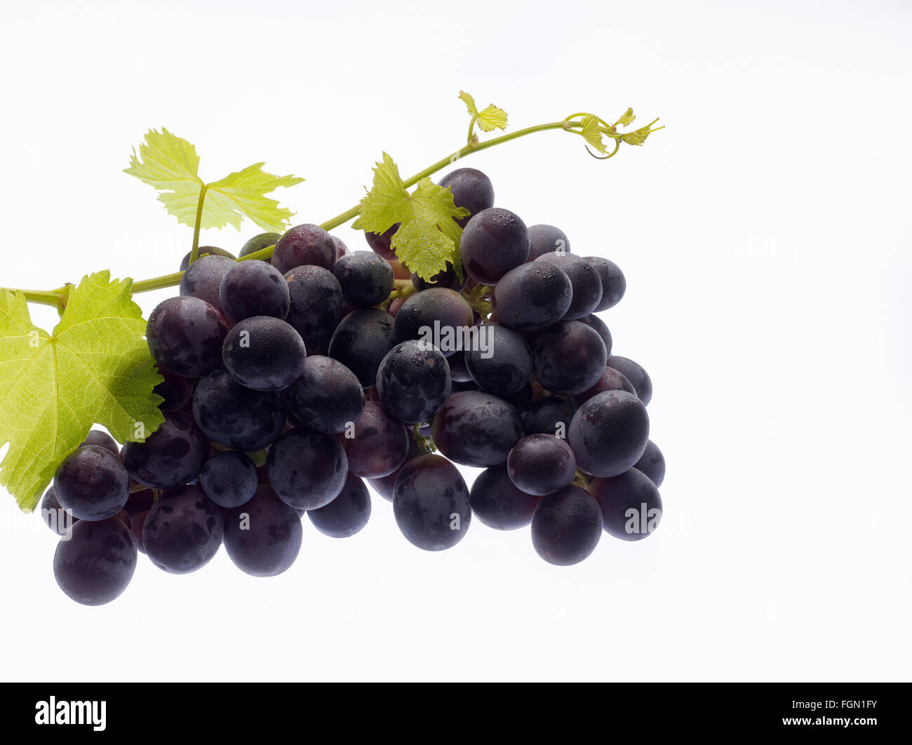 Bunch of Adora Seedless grapes on white background in studio. Adora Seedless is PBR protected the licensor is Sun World Stock Photo