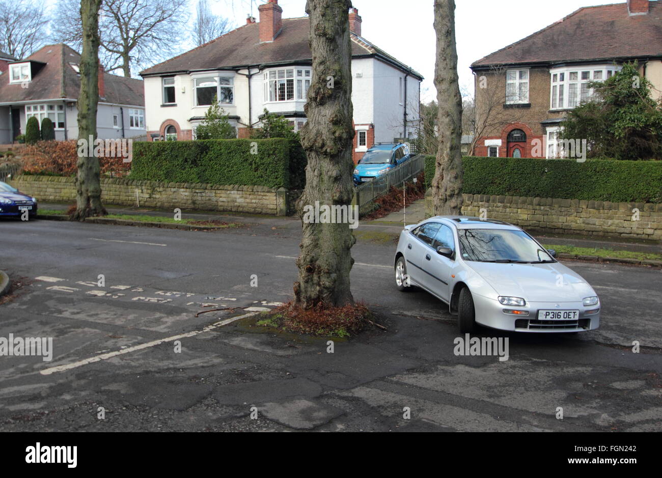 A car navigates a tree growing in the middle of a t-junction on a road in a leafy suburb of the city of Sheffield, England UK Stock Photo