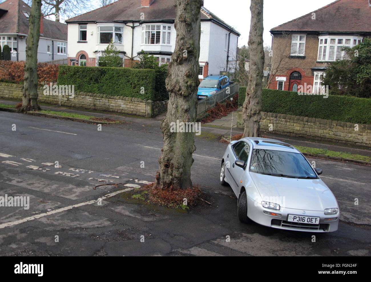A car navigates a tree growing in the middle of a t-junction on a road in a leafy suburb of the city of Sheffield, England UK Stock Photo