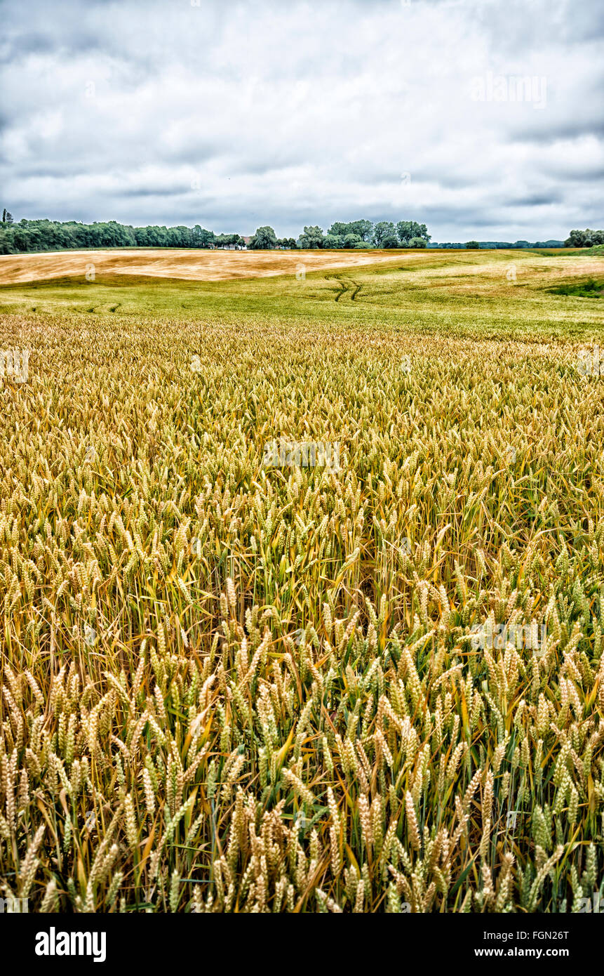 Belgian landscape with grain field Stock Photo