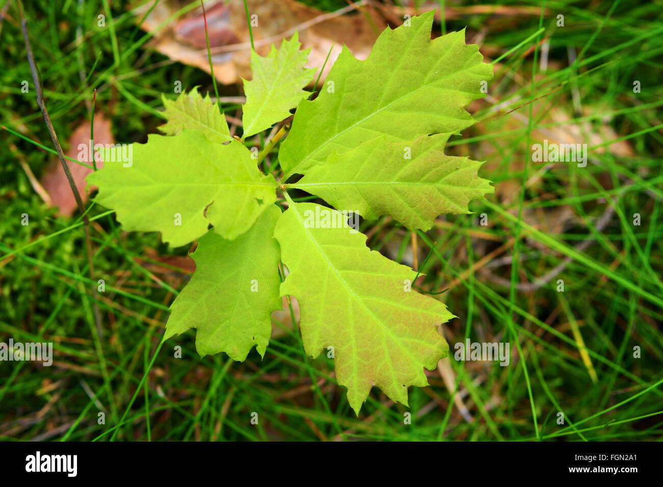 Young oak tree sapling growing in the forest. Top view. Stock Photo