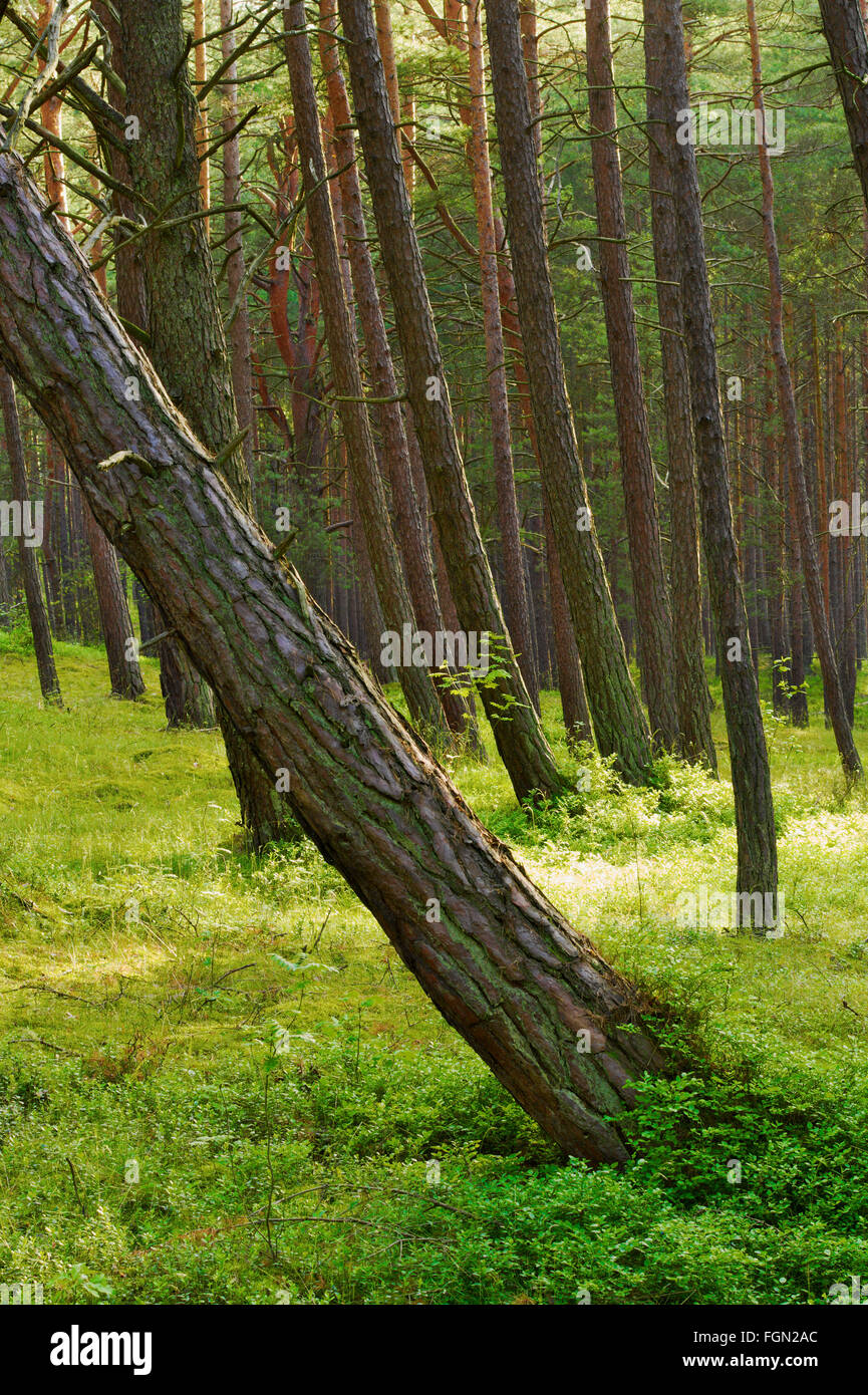 Pine tree forest hi-res stock photography and images - Alamy