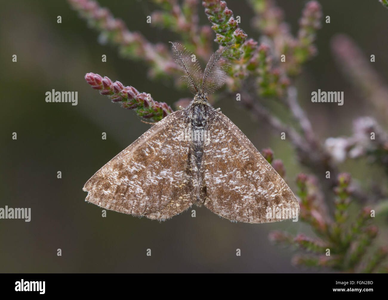 Close-up of male common heath moth (Ematurga atomaria) with feathery antennae on calluna vulgaris, ling heather, UK Stock Photo
