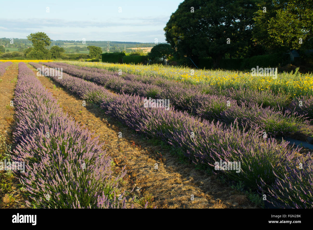 Lavender fields in at Hartley Farm Park near Selborne, Hampshire