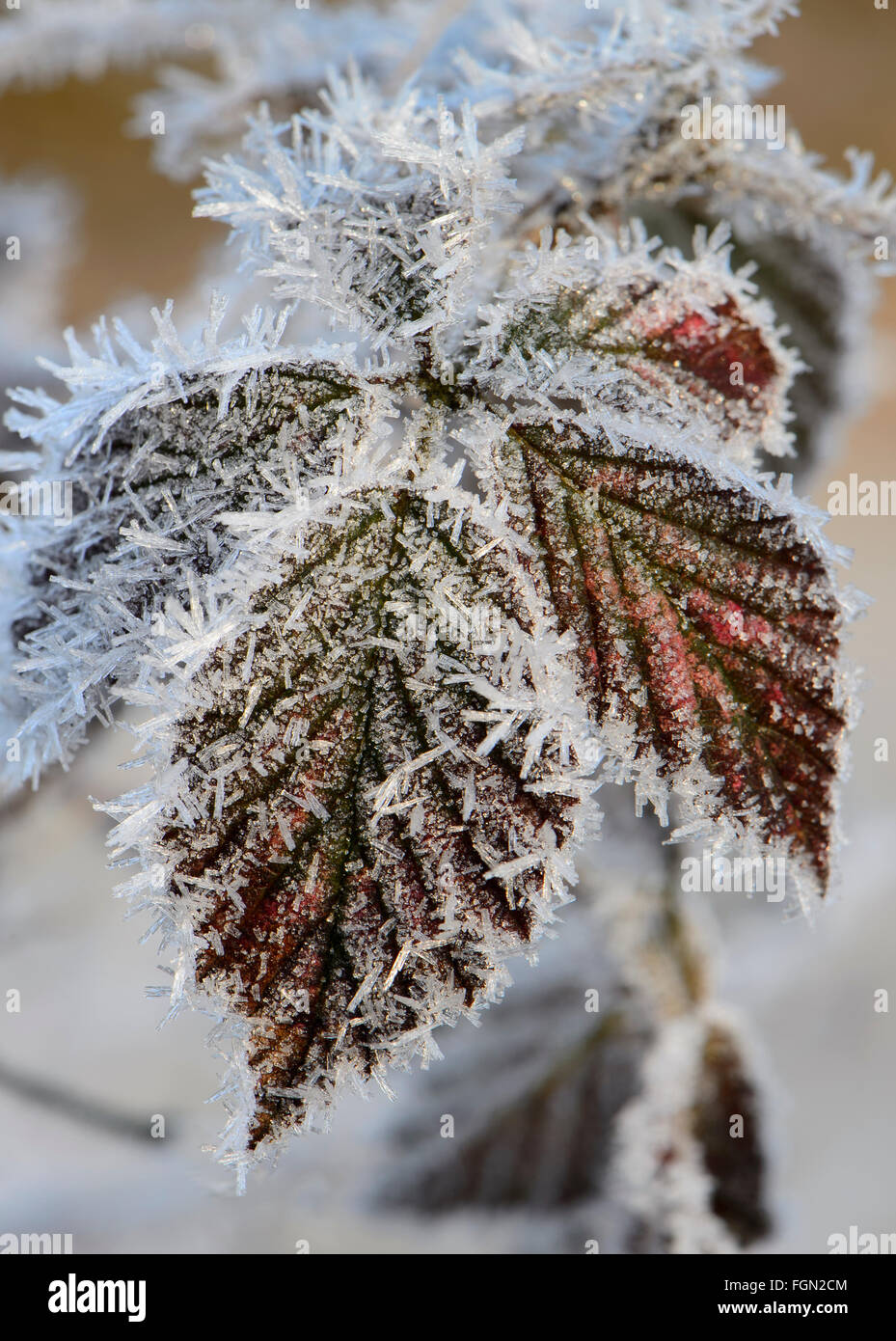 Frost on the leaves hi-res stock photography and images - Alamy