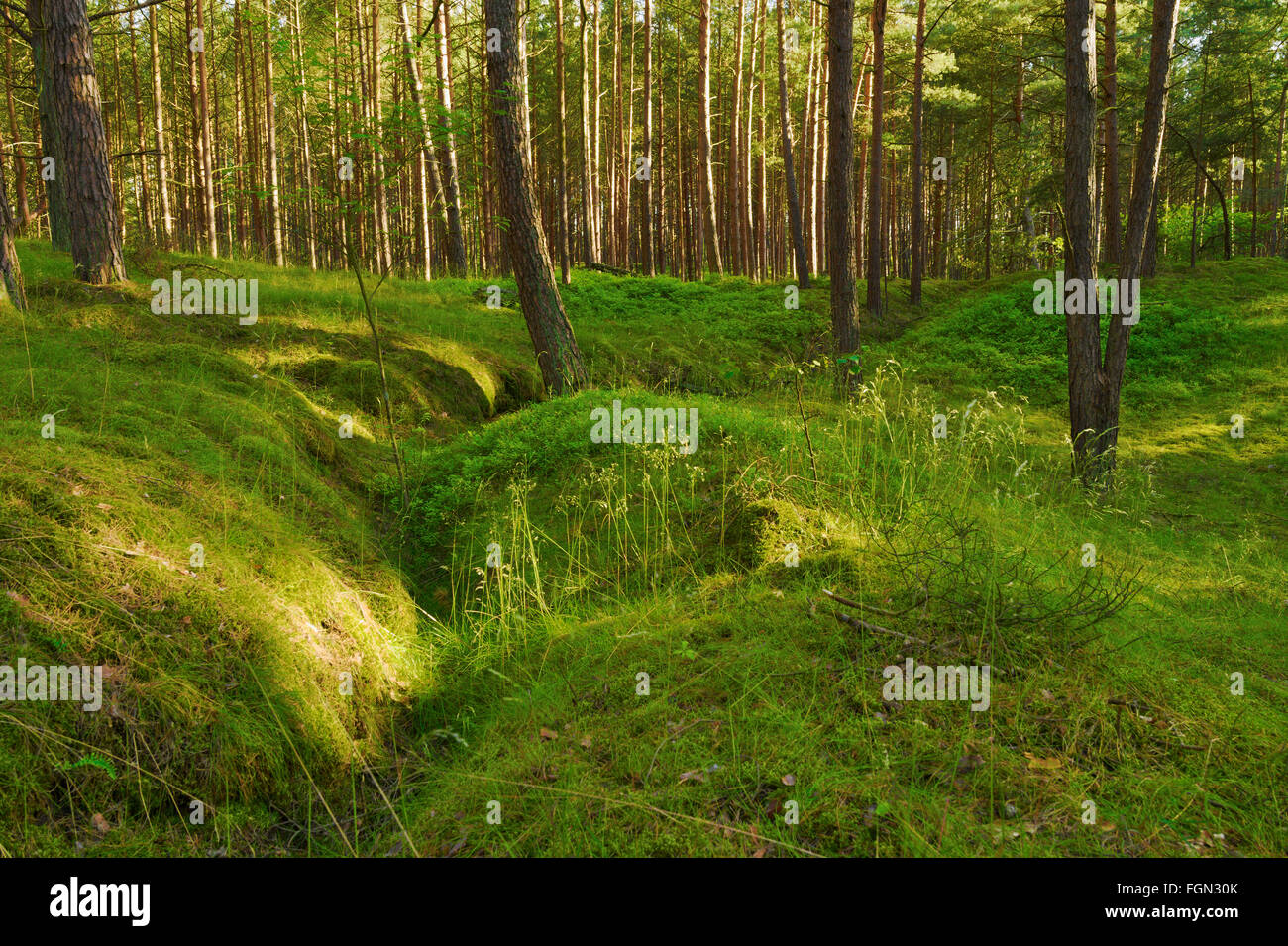 Pine tree forest growing in Pomerania, northern Poland. View on old trench – the leftover of the World War II. Stock Photo