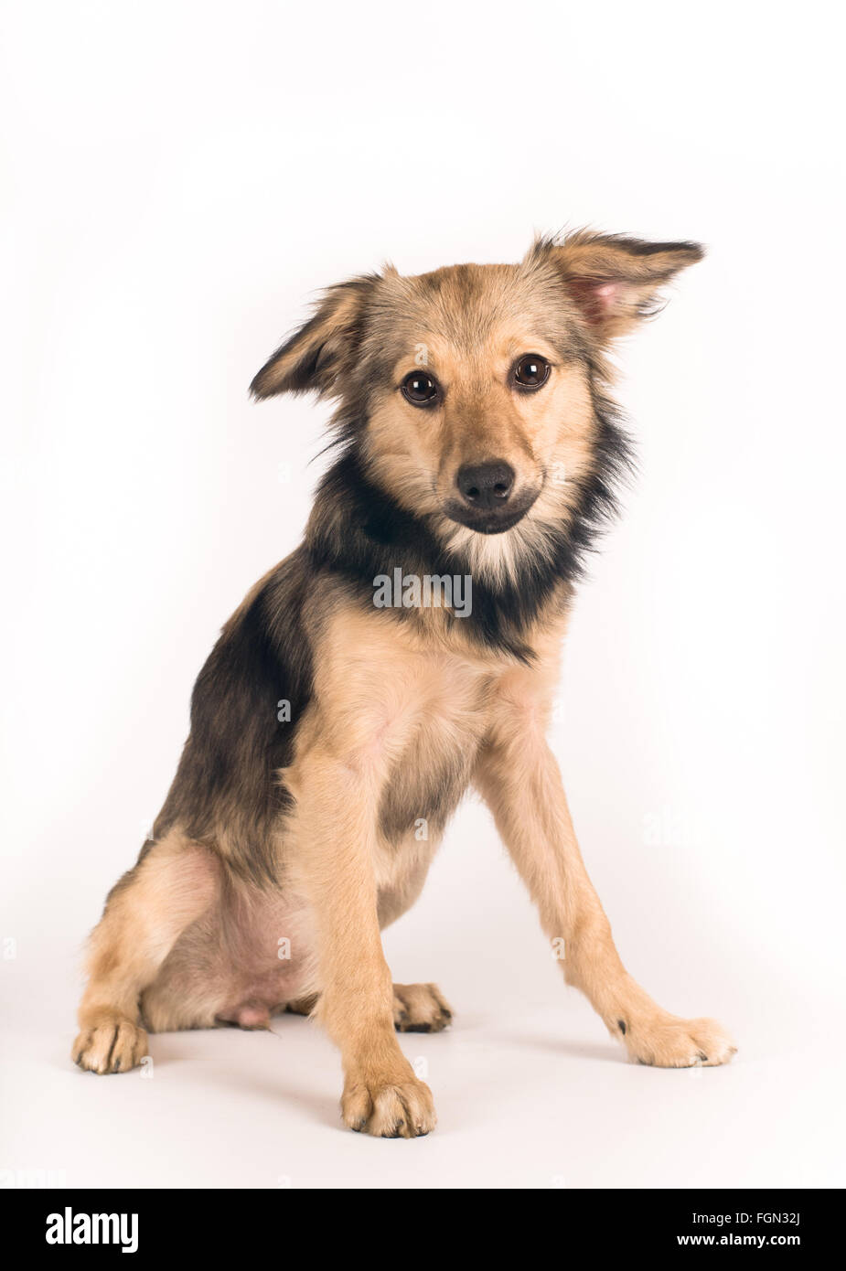 Cute mixed breed dog portrait Stock Photo Alamy
