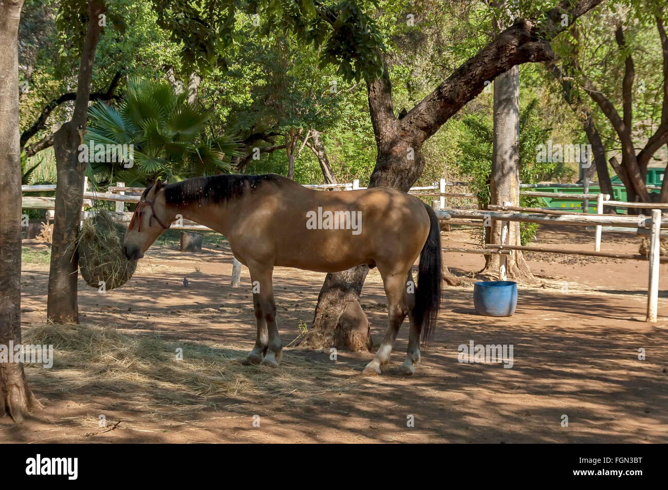 Race-horse in garden at Sun City, South Africa Stock Photo