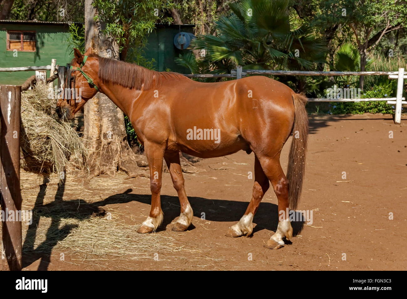 Race-horse in garden at Sun City, South Africa Stock Photo