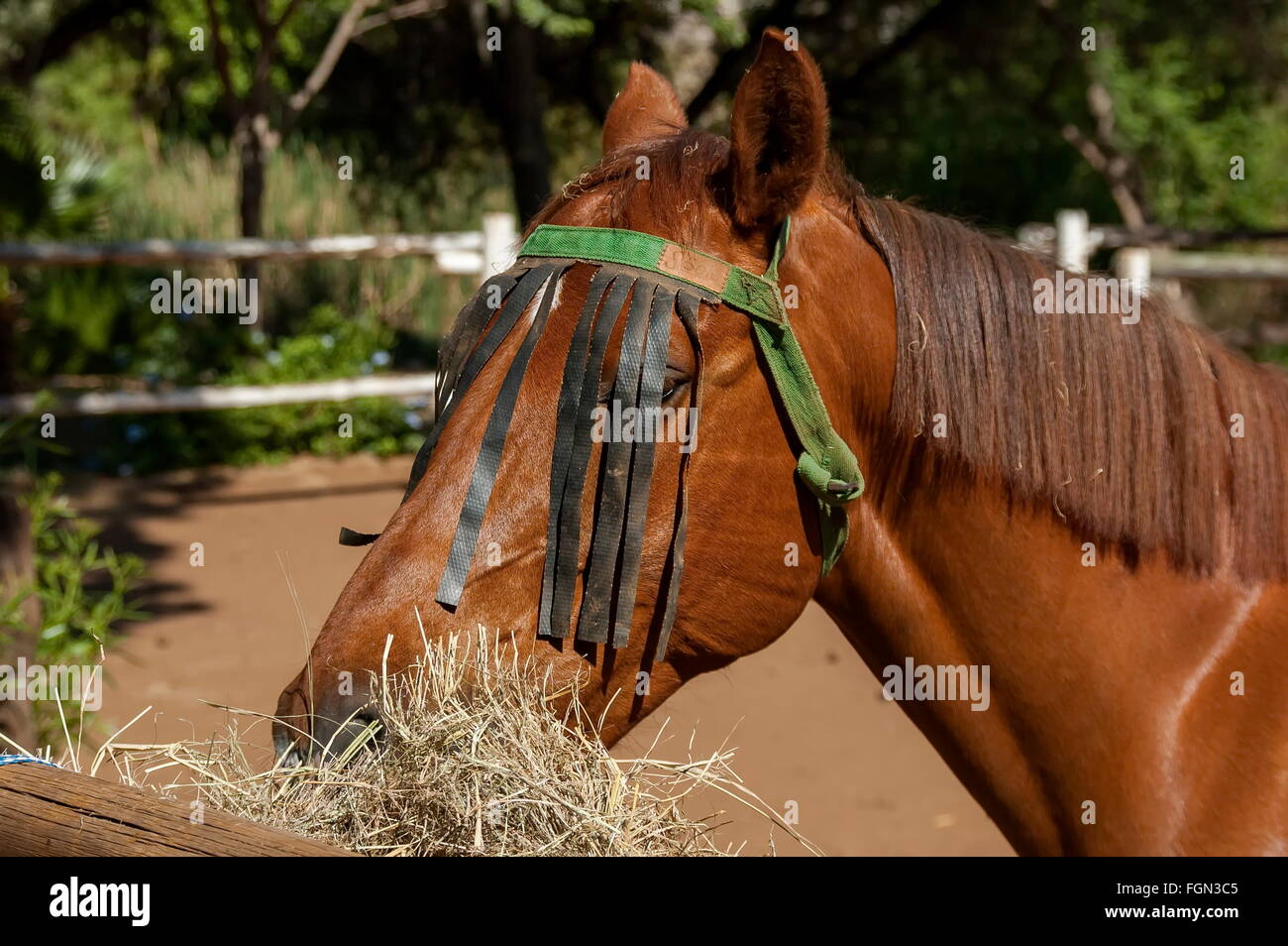 Horse head at garden in Sun City, South Africa Stock Photo