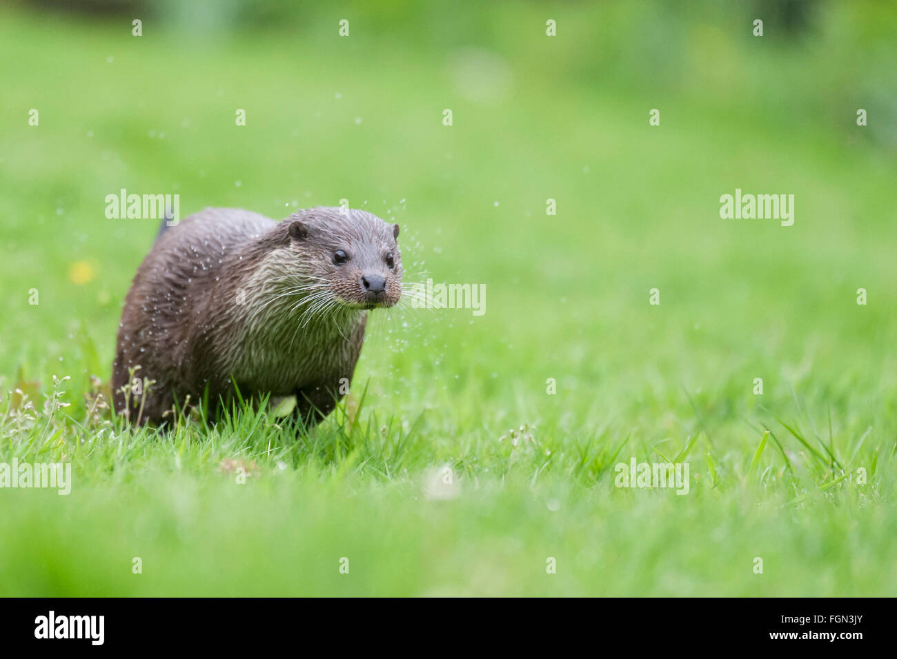 Otter Portrait of a European River Otter. Conservation status near