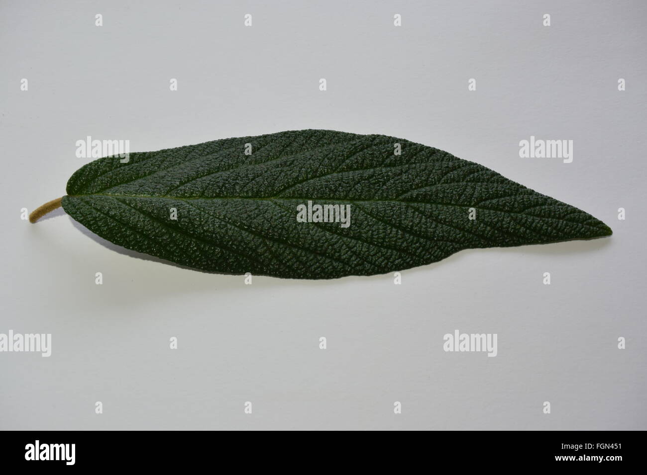 green leaf on a table Stock Photo
