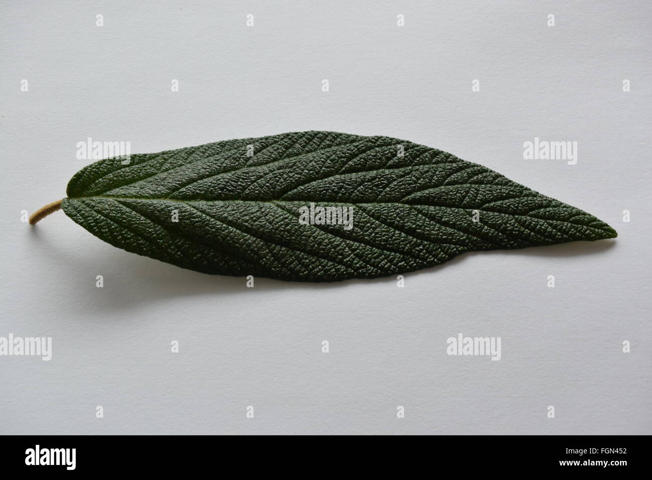 green leaf Stock Photo