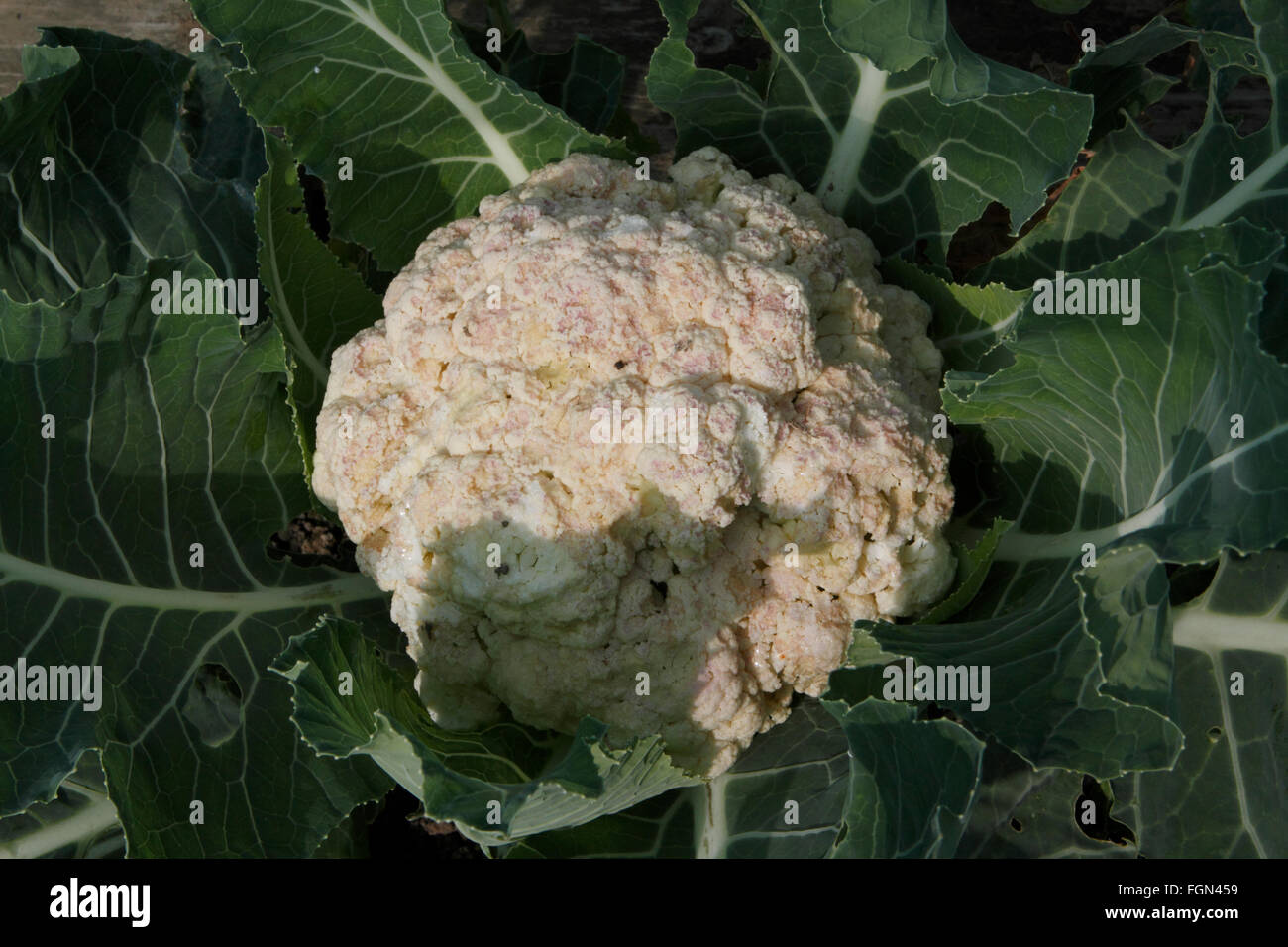 Cauliflower bacterial soft rot on head Stock Photo Alamy