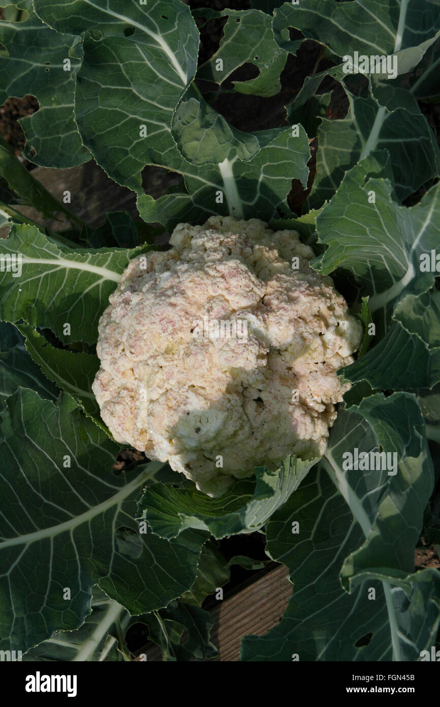 Cauliflower bacterial soft rot on head Stock Photo Alamy