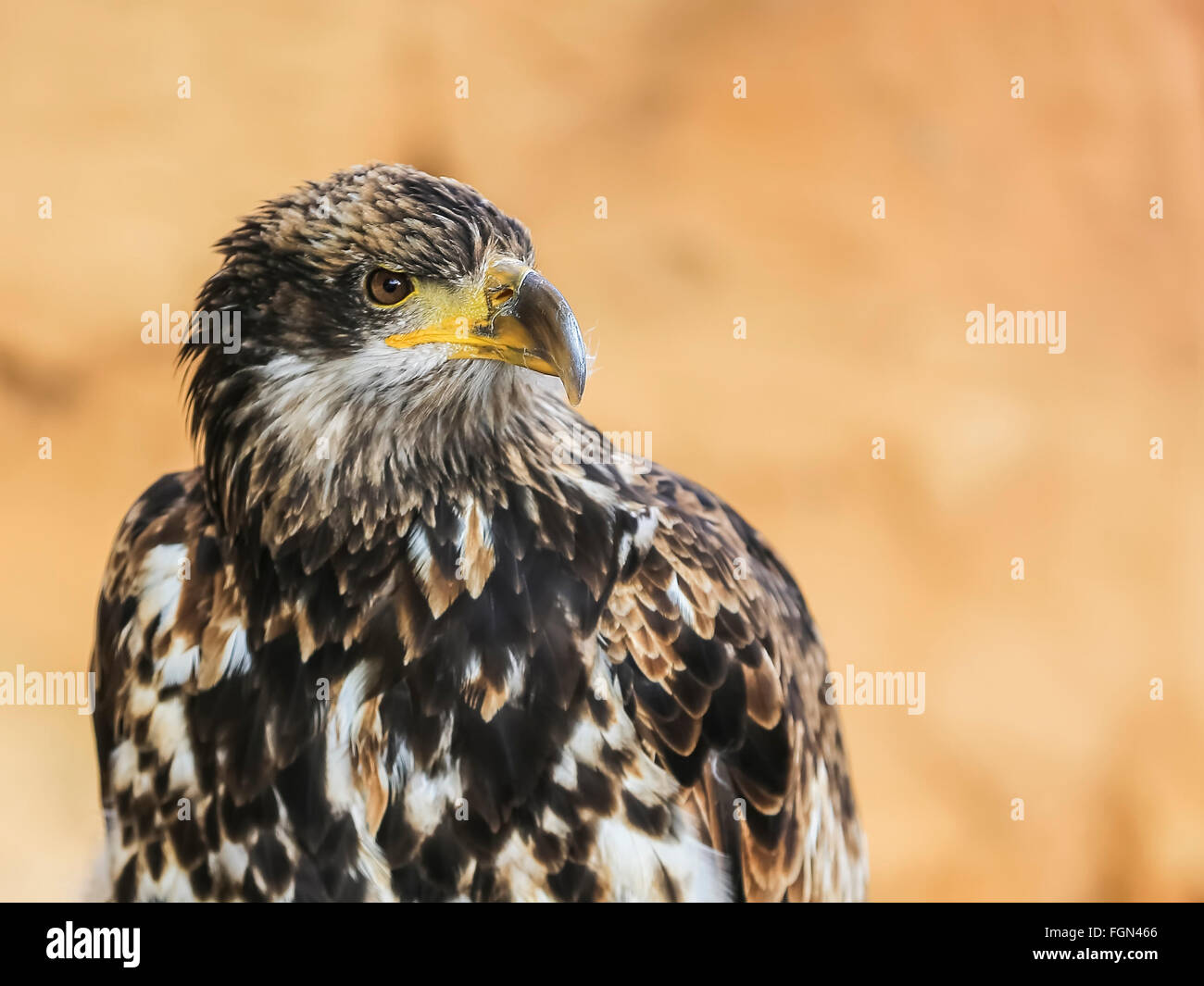 Golden eagle (Aquila chrysaetos) - big bird of prey. Stock Photo