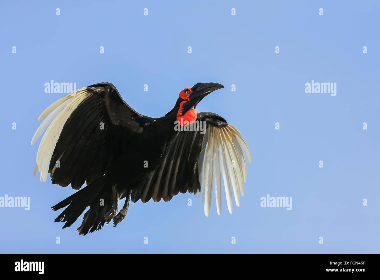 Southern wildlife hires stock photography and images Alamy