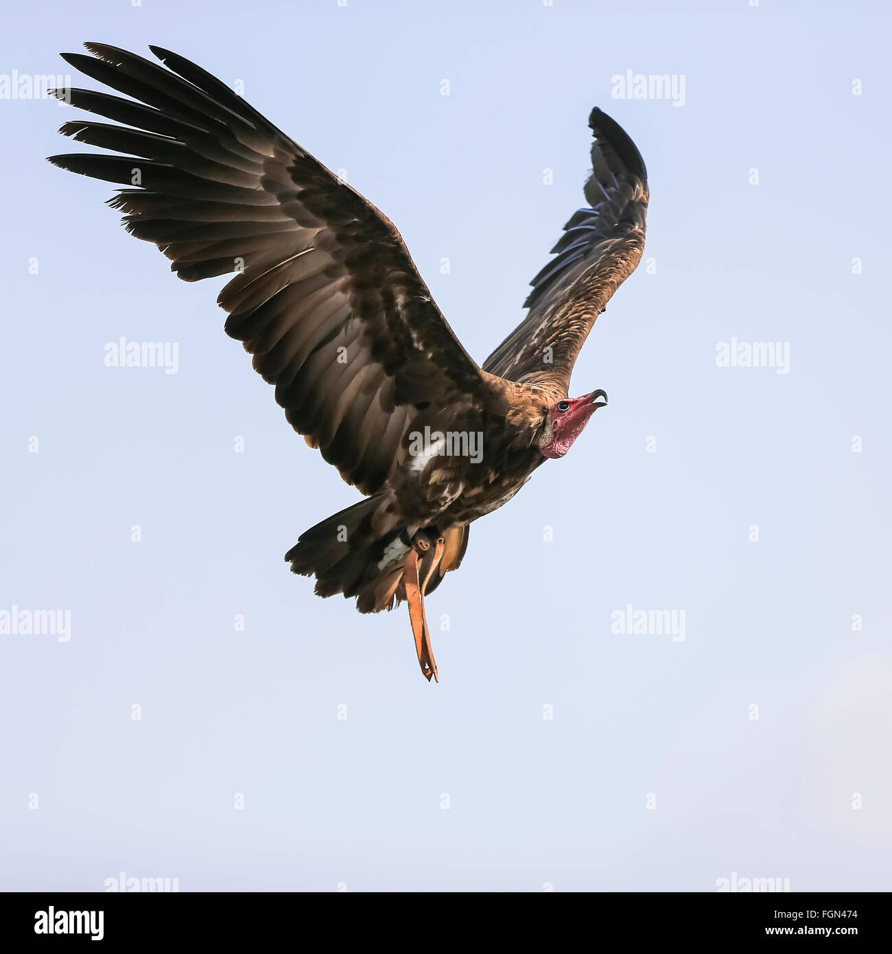 Eagle in the natural habitat hi-res stock photography and images - Alamy